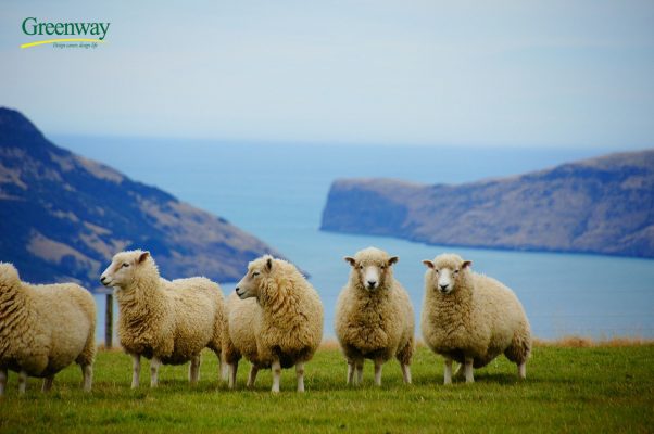 Chăn nuôi cừu tại New Zealand